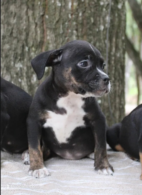 Black Trindle Female – American Bully puppy for sale in Chiefland, FL