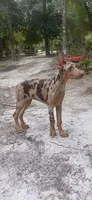Merle Female 1, a female Doberman Pinscher for sale in Chiefland, FL – 8 of 10