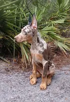 Merle Female 1, a female Doberman Pinscher for sale in Chiefland, FL – 9 of 10