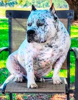 Black Tri Piebald Boy, a male American Bully for sale in Chiefland, FL – 7 of 7