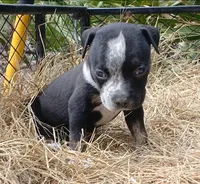 Black Ticked Trindle Male, a male American Bully for sale in Chiefland, FL – 6 of 10