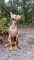 Merle Female 1, a female Doberman Pinscher for sale in Chiefland, FL – 8 of 10