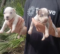 Chocolate Roan Ticked Tri, a male American Bully for sale in Chiefland, FL – 3 of 9