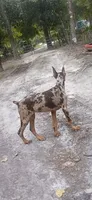 Merle Female 1, a female Doberman Pinscher for sale in Chiefland, FL – 7 of 10