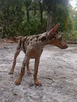 Merle Female 1, a female Doberman Pinscher for sale in Chiefland, FL – 5 of 10