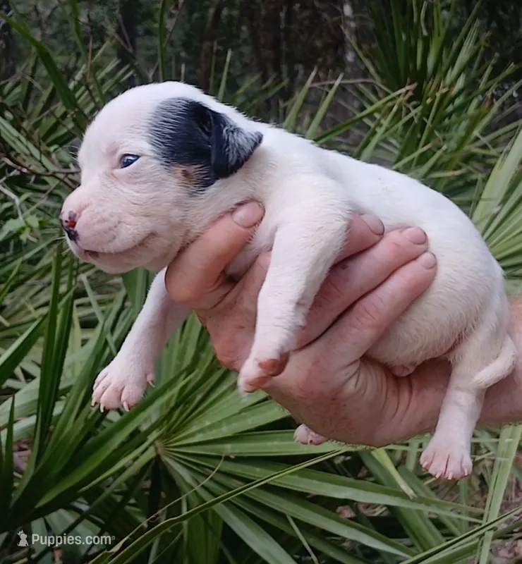 Black Tri Piebald Boy – American Bully puppy for sale in Chiefland, FL