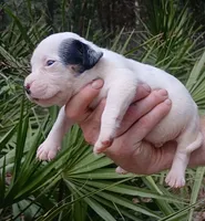 Black Tri Piebald Boy, a male American Bully for sale in Chiefland, FL – 1 of 7