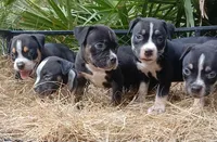Black Tri Female, a female American Bully for sale in Chiefland, FL – 3 of 10