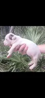 Chocolate Tri Piebald Girl, a female American Bully for sale in Chiefland, FL – 4 of 9