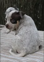 Chocolate Roan Ticked Tri, a male American Bully for sale in Chiefland, FL – 10 of 10