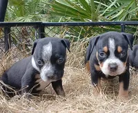 Black Ticked Tri Female, a female American Bully for sale in Chiefland, FL – 2 of 8