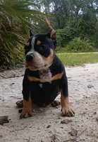 Black Ticked Tri Female, a female American Bully for sale in Chiefland, FL – 9 of 10