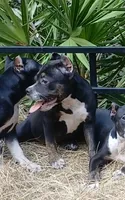 Black Trindle Female, a female American Bully for sale in Chiefland, FL – 10 of 10