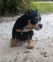 Black Ticked Tri Female, a female American Bully for sale in Chiefland, FL – 5 of 10