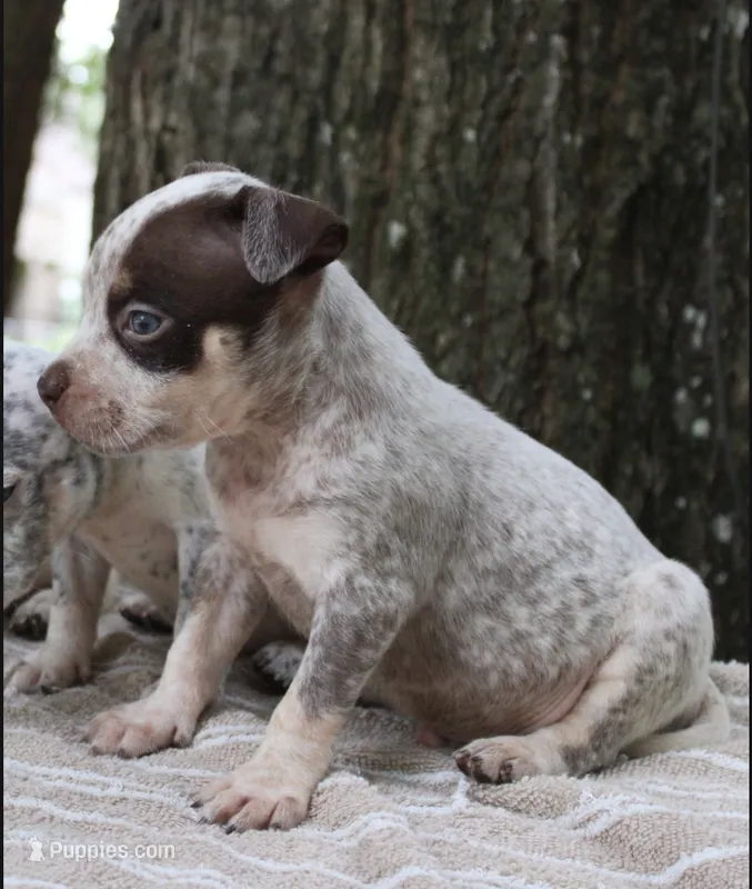 Chocolate Roan Ticked Tri – American Bully puppy for sale in Chiefland, FL
