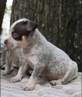 Chocolate Roan Ticked Tri, a male American Bully for sale in Chiefland, FL – 1 of 10