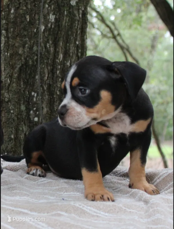 Black Ticked Tri Female – American Bully puppy for sale in Chiefland, FL