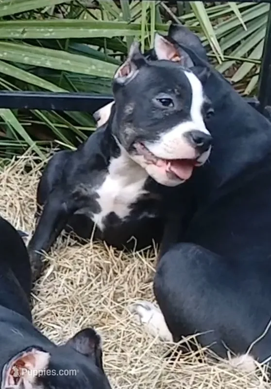Black Trindle Male – American Bully puppy for sale in Chiefland, FL