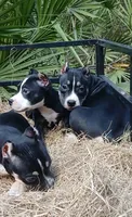 Black Tri Female, a female American Bully for sale in Chiefland, FL – 9 of 10