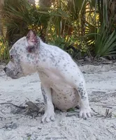 Black Ticked Tri Male, a male American Bully for sale in Chiefland, FL – 7 of 10