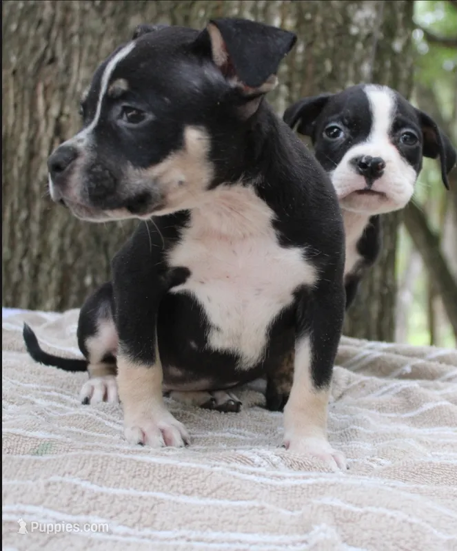 Black Tri Male – American Bully puppy for sale in Chiefland, FL