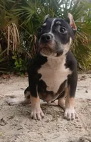Black Tri Male, a male American Bully for sale in Chiefland, FL – 5 of 10