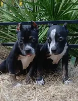 Black Trindle Female, a female American Bully for sale in Chiefland, FL – 8 of 10