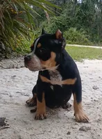 Black Ticked Tri Female, a female American Bully for sale in Chiefland, FL – 10 of 10