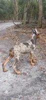 Merle Female 2, a female Doberman Pinscher for sale in Chiefland, FL – 5 of 10