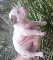 Chocolate Tri Piebald Girl, a female American Bully for sale in Chiefland, FL – 3 of 9