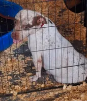Chocolate Tri Piebald Girl, a female American Bully for sale in Chiefland, FL – 9 of 9