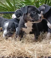 Black Trindle Female, a female American Bully for sale in Chiefland, FL – 1 of 9
