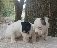 Black Tri Pie Female, a female American Bully for sale in Chiefland, FL – 10 of 10