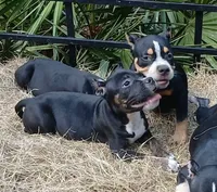 Black Trindle Female, a female American Bully for sale in Chiefland, FL – 6 of 10