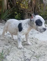 Black Ticked Tri Male, a male American Bully for sale in Chiefland, FL – 10 of 10