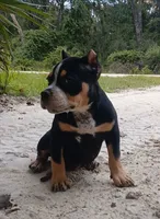 Black Ticked Tri Female, a female American Bully for sale in Chiefland, FL – 6 of 10