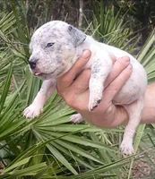 Black Ticked Tri Male, a male American Bully for sale in Chiefland, FL – 3 of 9