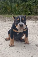 Black Ticked Tri Female, a female American Bully for sale in Chiefland, FL – 7 of 10