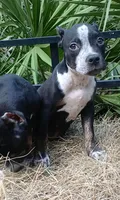 Black Ticked Trindle Male, a male American Bully for sale in Chiefland, FL – 10 of 10