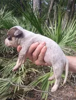 Chocolate Roan Ticked Tri, a male American Bully for sale in Chiefland, FL – 4 of 9