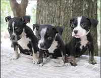 Black Trindle Male, a male American Bully for sale in Chiefland, FL – 5 of 10