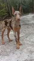 Merle Female 1, a female Doberman Pinscher for sale in Chiefland, FL – 9 of 10