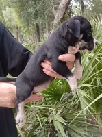 Black Tri Female, a female American Bully for sale in Chiefland, FL – 1 of 10