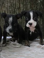 Black Trindle Male, a male American Bully for sale in Chiefland, FL – 2 of 10