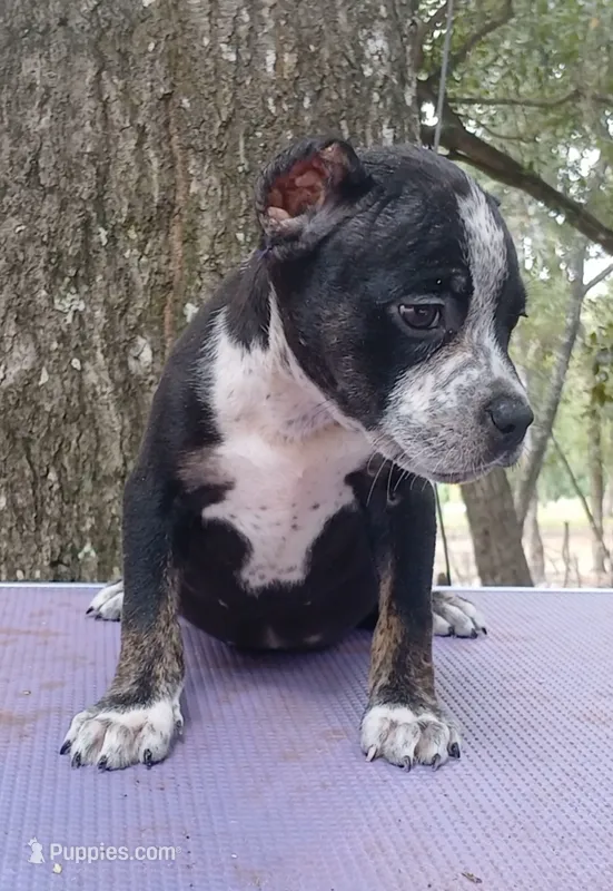 Black Ticked Trindle Male – American Bully puppy for sale in Chiefland, FL