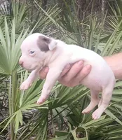 Chocolate Tri Piebald Girl, a female American Bully for sale in Chiefland, FL – 2 of 9