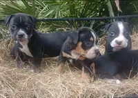 Black Ticked Tri Female, a female American Bully for sale in Chiefland, FL – 3 of 8