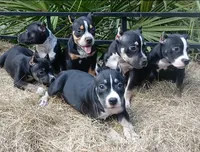 Black Tri Female, a female American Bully for sale in Chiefland, FL – 6 of 10
