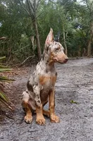 Merle Female 1, a female Doberman Pinscher for sale in Chiefland, FL – 10 of 10