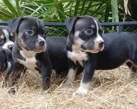 Black Tri Female, a female American Bully for sale in Chiefland, FL – 2 of 10
